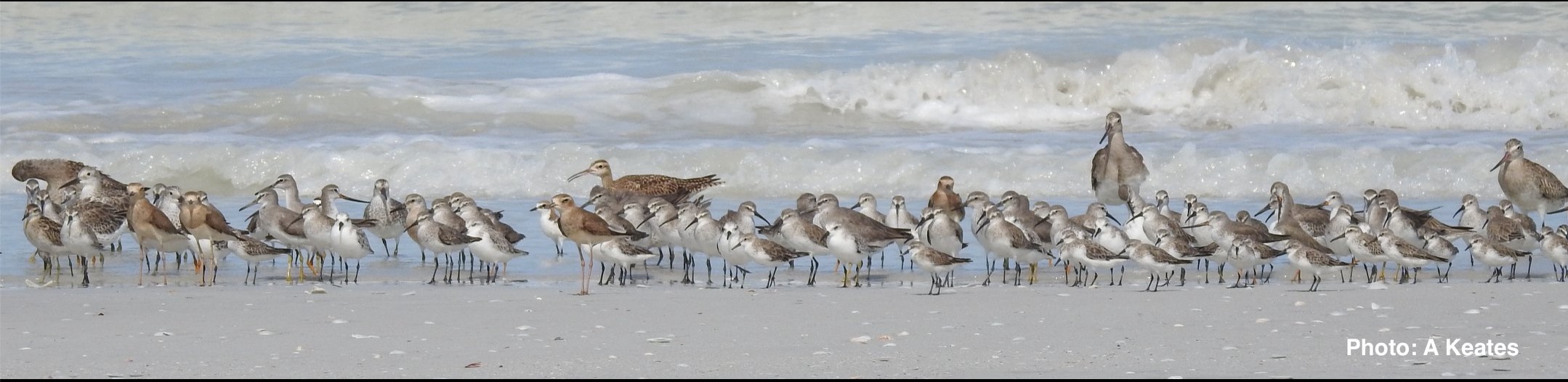 Mixed flock of migratory waders gathered on an Australian beach