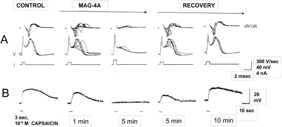 Action potential firing response to capsaicin and Q Magnets field exposure