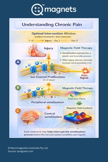 Chronic pain sensitization process showing how magnetic therapy may reduce nerve activity and pain signals after injury