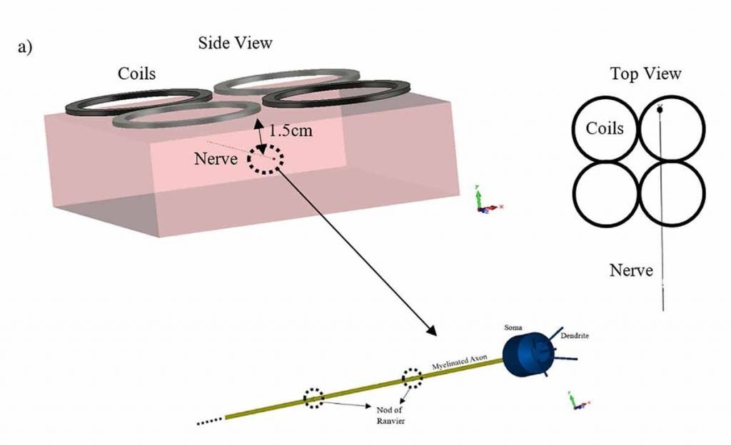 Experimental setup to simulate neuron exposure under a quadrapolar coil magnet