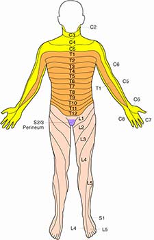 Dermatomes - front view