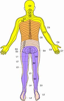 Dermatomes - Rear view