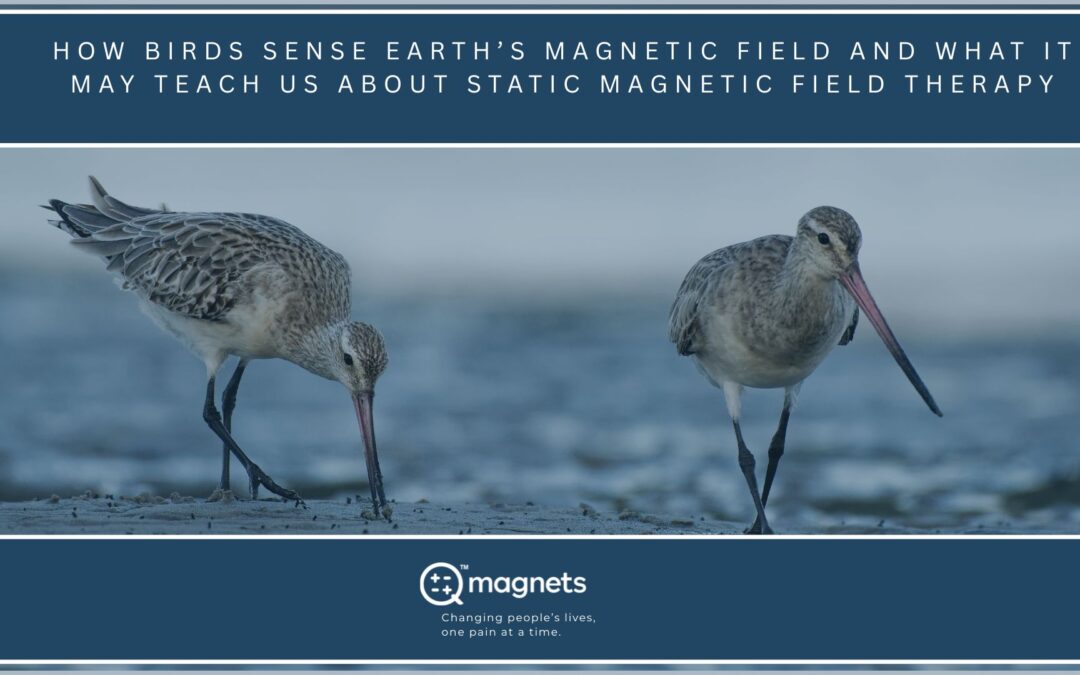 How Birds Sense Earth’s Magnetic Fieldand What It May Teach Us About Static Field Therapy