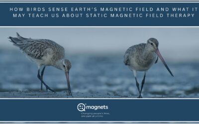 How Birds Sense Earth’s Magnetic Fieldand What It May Teach Us About Static Field Therapy