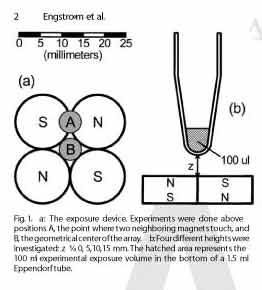 MER-Phosphorylation
