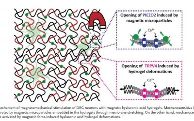 Magneto-Neuromodulation Therapy and Q Magnets: What the Research May Suggest