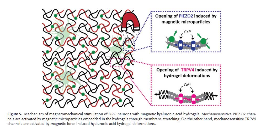 Magneto-Neuromodulation Therapy and Q Magnets: What the Research May Suggest