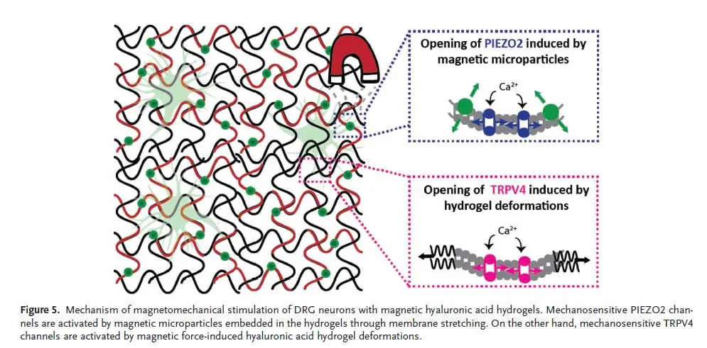 Magnetomechanical neuromodulation using a 3D magnetic hydrogel