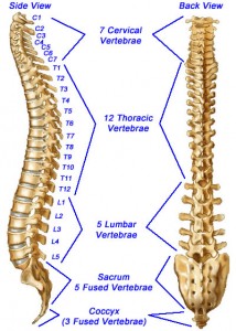 Image showing spinal levels of the spine