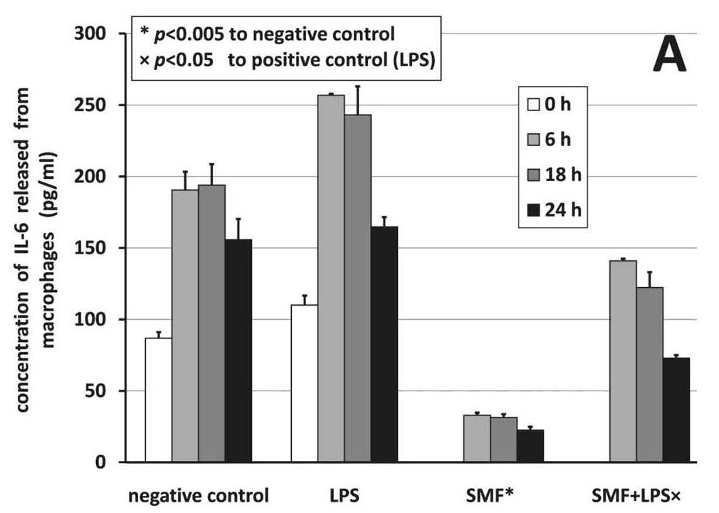 IL-6 release from macrophages under static magnetic field exposure