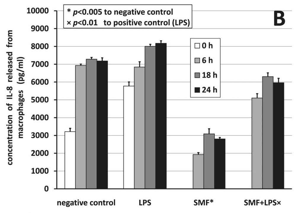 IL-8 release from macrophages under static magnetic field exposure