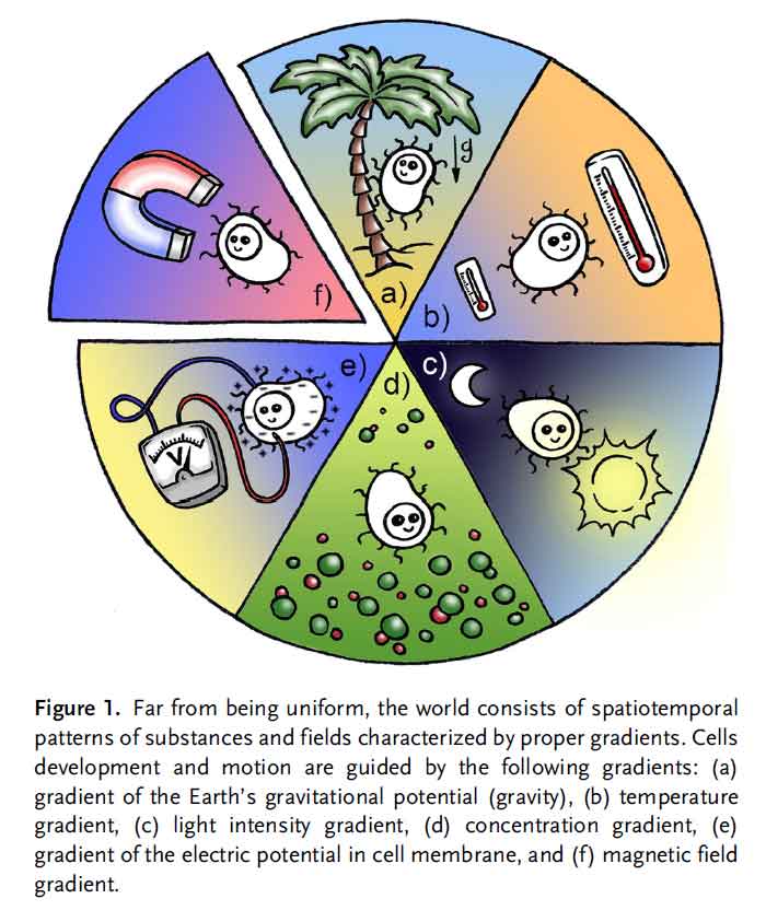 Magnetic Field Gradients in Nature, Zablotskii, V et al, (2018). Cells in the Non-Uniform Magnetic World: How Cells Respond to High-Gradient Magnetic Fields. Bioessays. 2018 Aug;40(8). PMID: 29938810. doi