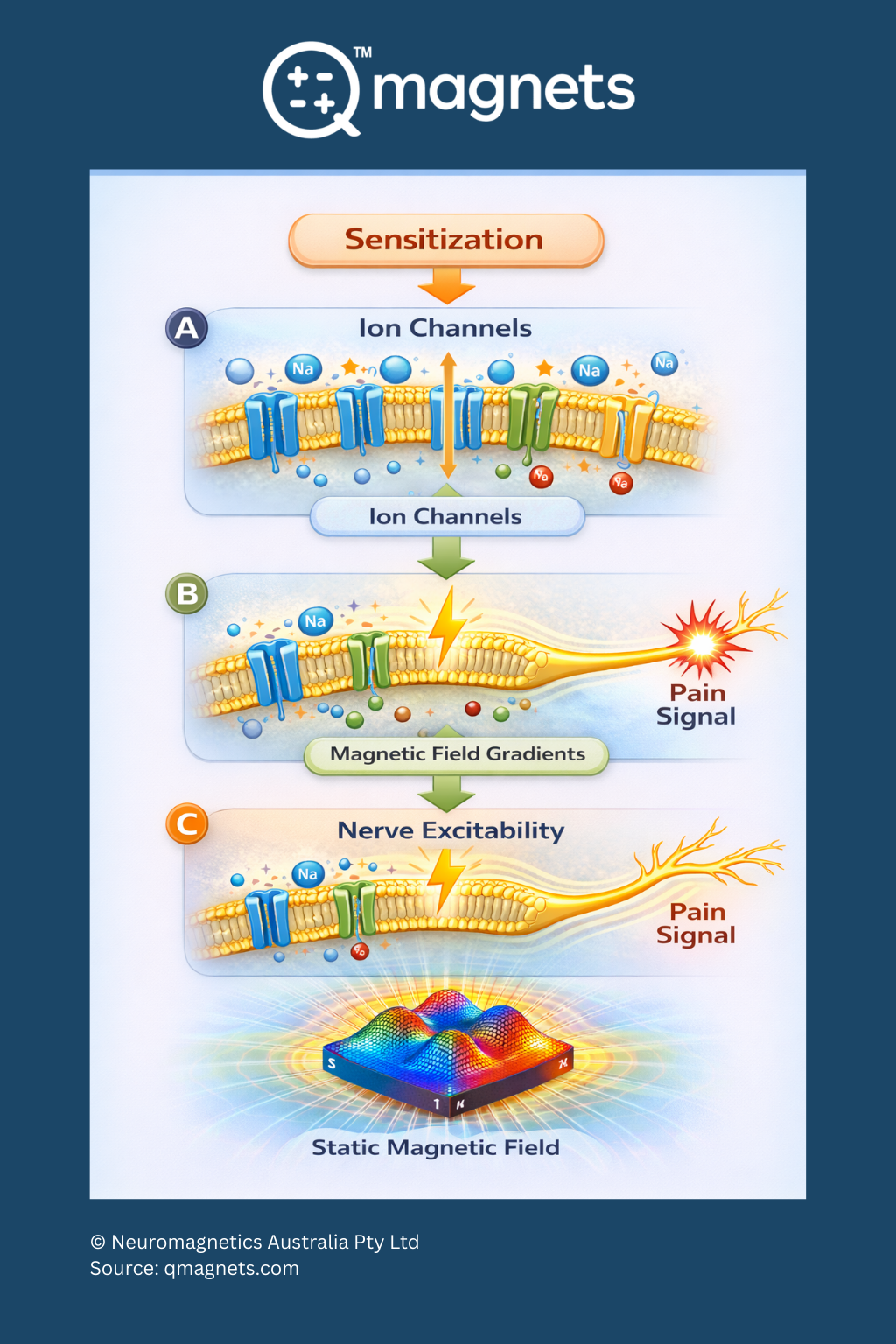 Infographic showing sensitization, ion channels, and nerve excitability in pain signaling.